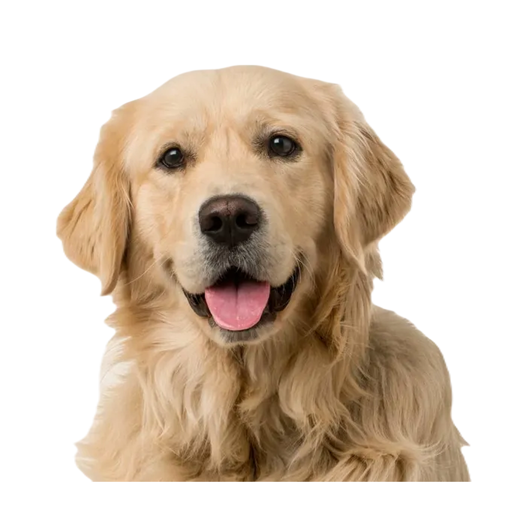 Retriever Kennel Peru